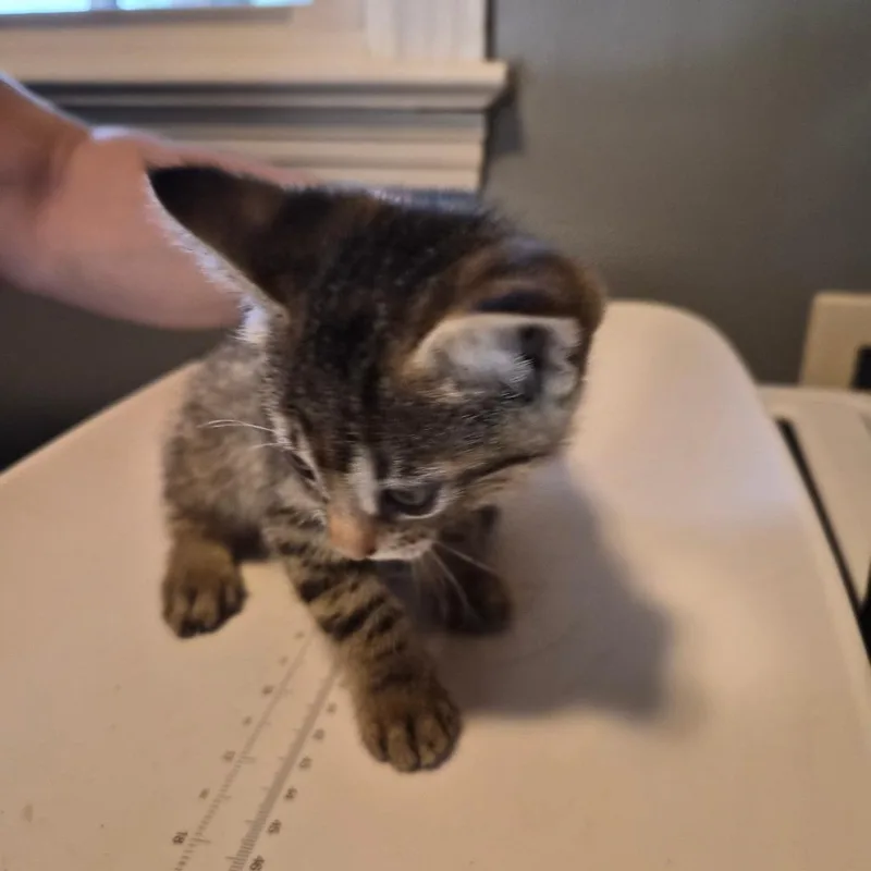 A baby small-sized female Brown / Chocolate Domestic Short Hair cat named Kendra for adoption in Bedford, NH