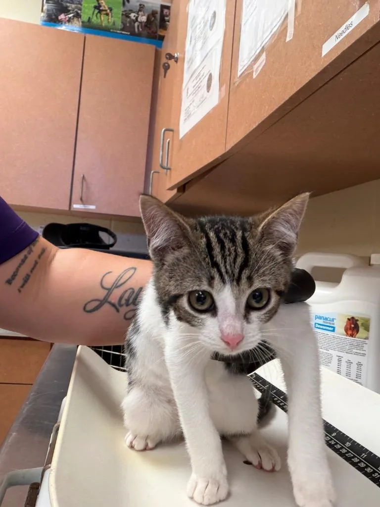 A baby small-sized female Domestic Short Hair cat named Jade for adoption in Bossier City, LA