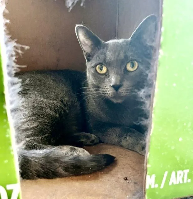 A young medium-sized female Gray / Blue / Silver Russian Blue cat named Madison for adoption in Los Angeles, CA