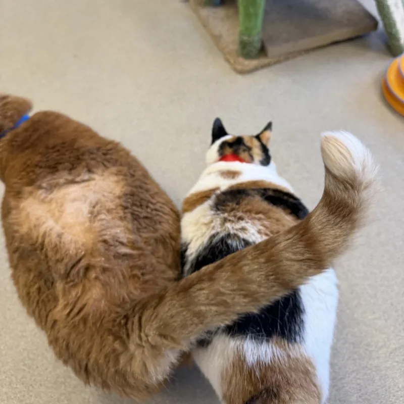 A senior extra large-sized female White Domestic Short Hair cat named Ellie for adoption in Hamburg, NY
