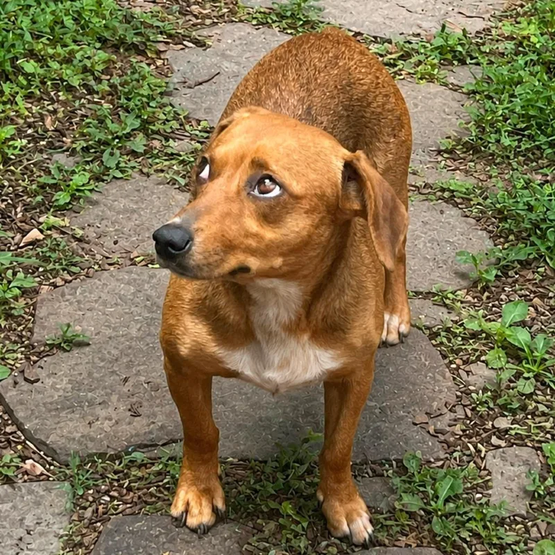 Roux