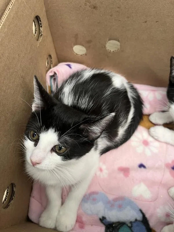 A baby small-sized female Domestic Short Hair cat named Eddy for adoption in Ridgewood, NY