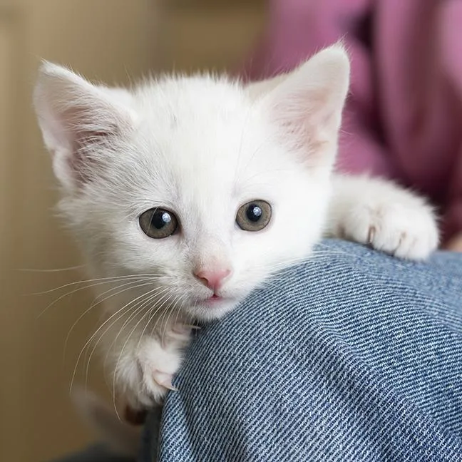 A baby medium-sized male White Domestic Short Hair cat named Two Dots for adoption in Chicago, IL