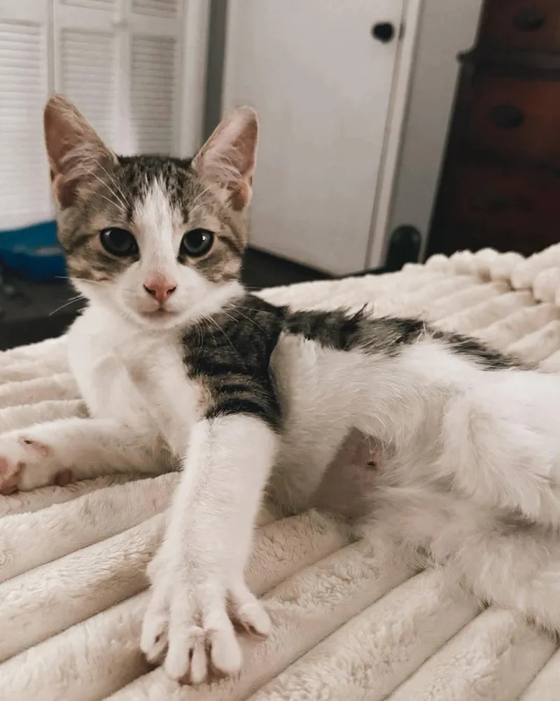 A baby small-sized male White Domestic Short Hair cat named Reece for adoption in Morganton, NC