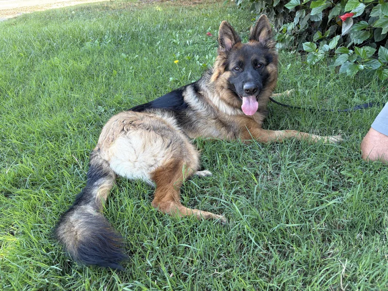 An adult large-sized female Bicolor German Shepherd Dog dog named DaVinci for adoption in Newport Beach, CA