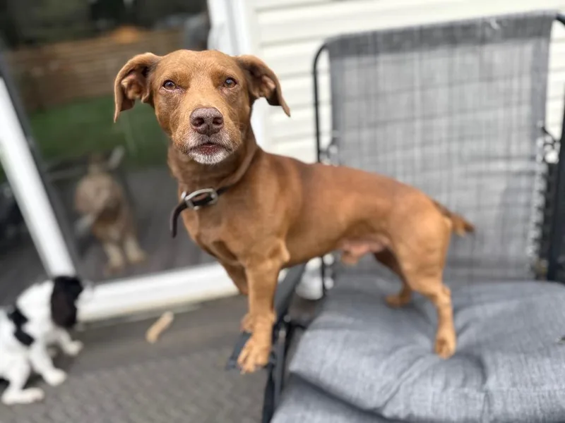 An adult medium-sized male Labrador Retriever dog named Frank for adoption in Chattanooga, TN