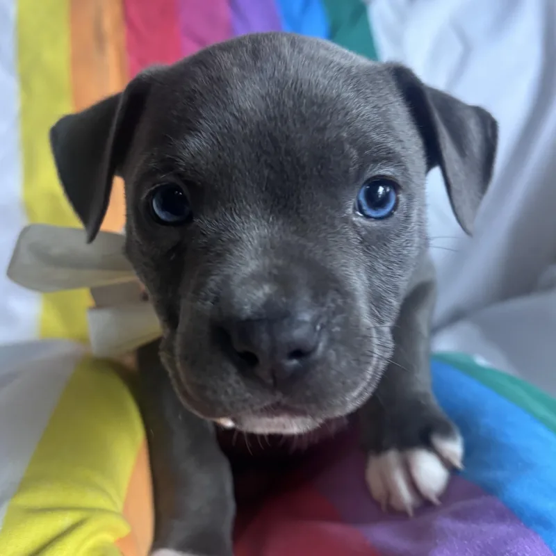 A baby medium-sized male Black Labrador Retriever dog named Petey Little Rascals for adoption in Andover, MA