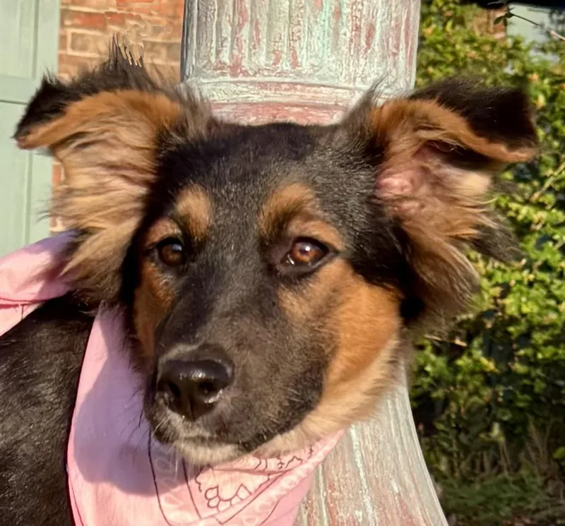 Nala  Sweet Girl! thumbnail 4