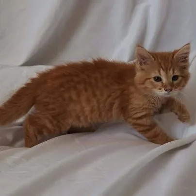 A baby small-sized female Orange / Red Domestic Medium Hair cat named Pumpkin for adoption in Edwardsville, IL