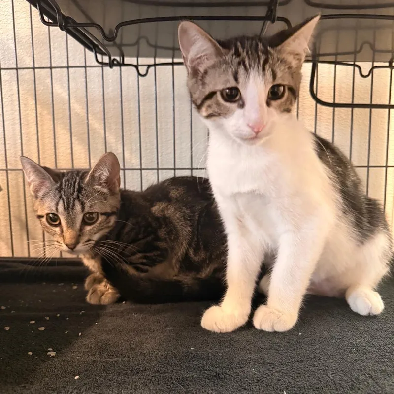 A baby small-sized male Brown / Chocolate Domestic Short Hair cat named Damian for adoption in Saint Charles, MO