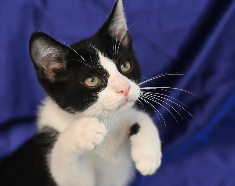 A baby medium-sized male Black Tuxedo cat named Toulouse for adoption in Chattanooga, TN