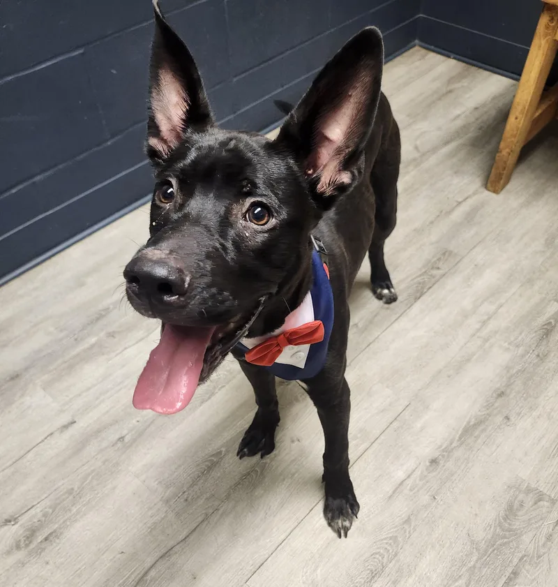 A baby medium-sized male Black Pit Bull Terrier dog named Generator for adoption in Mansfield, OH