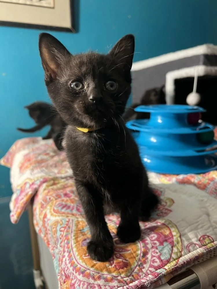 A baby small-sized male Black Domestic Short Hair cat named Bobready In July for adoption in Burlington, NC