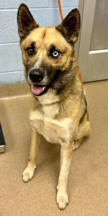 An adult large-sized male Mixed Breed dog named Henrico for adoption in Chamblee, GA
