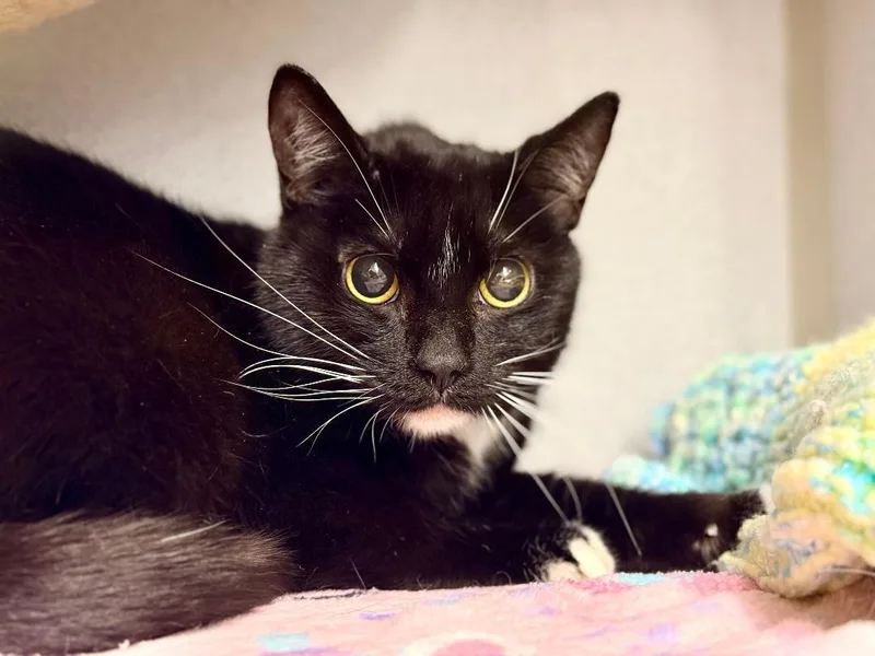 A senior medium-sized male Black & White / Tuxedo Domestic Short Hair cat named Leo for adoption in Winter Haven, FL