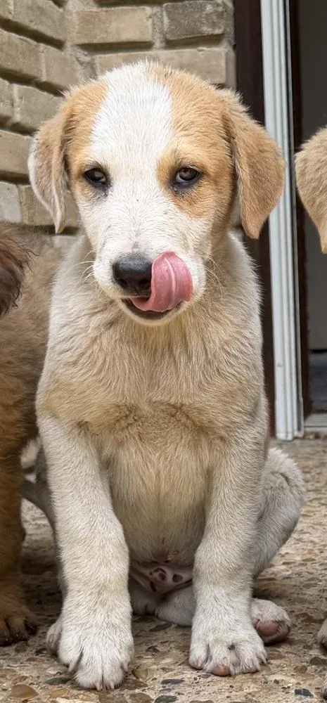 A baby large-sized male Shepherd dog named Dozer “coming Soon!” for adoption in Richardson, TX