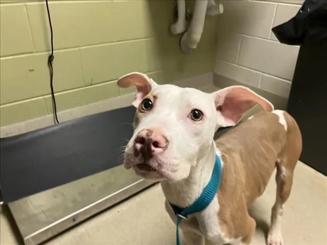 A young small-sized male Hound dog named Billy for adoption in Chapel Hill, NC