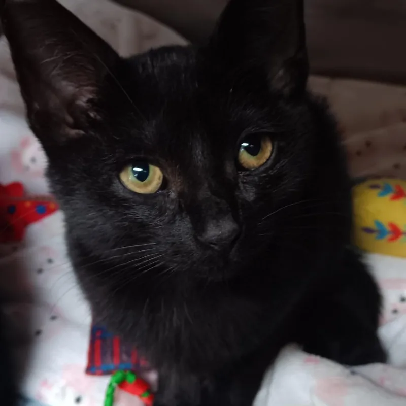 A baby small-sized female Black Domestic Short Hair cat named Jade for adoption in Jupiter, FL