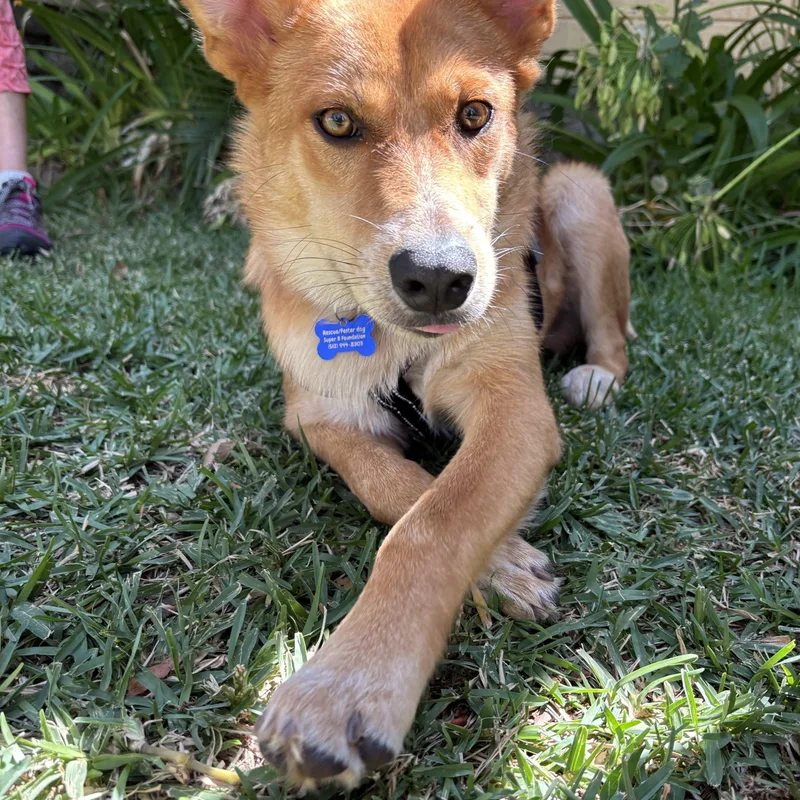 Oso