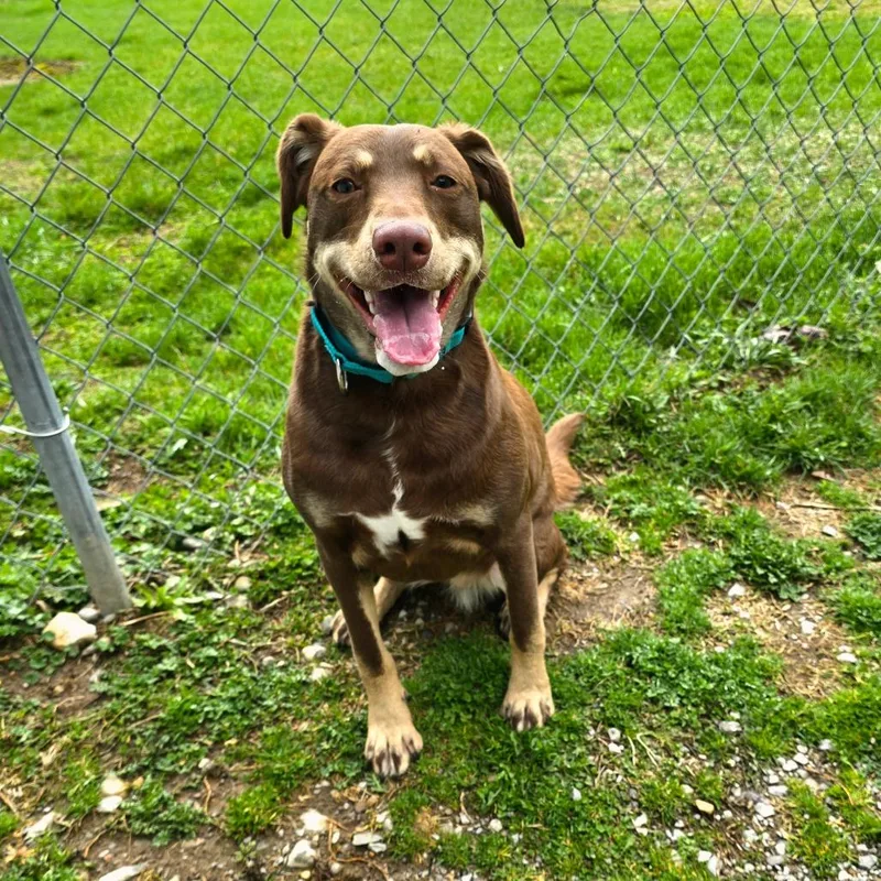 A young large-sized female Brown / Chocolate Mixed Breed dog named Hazel for adoption in Owosso, MI