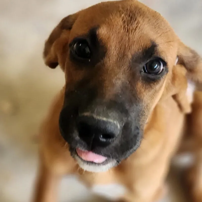 A baby medium-sized female Yellow / Tan / Blond / Fawn Mixed Breed dog named Buffy for adoption in Valley, AL