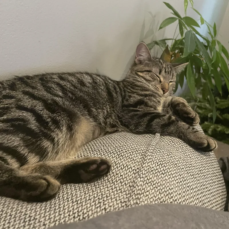 An adult medium-sized female Tabby (Brown / Chocolate) Domestic Short Hair cat named Ivy for adoption in Rochester Hills, MI