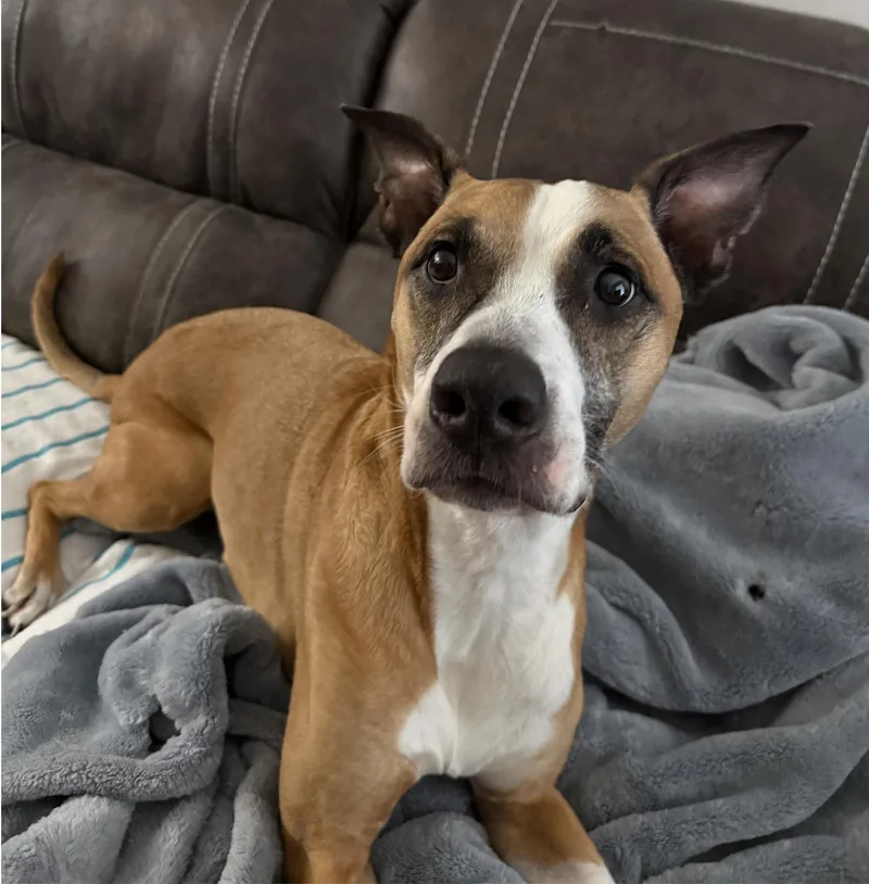An adult medium-sized male Brown / Chocolate American Staffordshire Terrier dog named Kapone for adoption in Metairie, LA