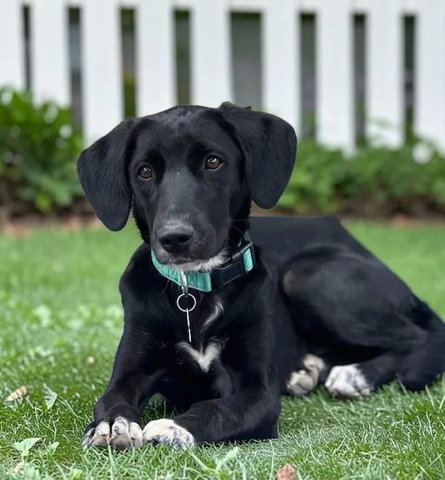 A young medium-sized male Labrador Retriever dog named Rizzy for adoption in San Diego, CA