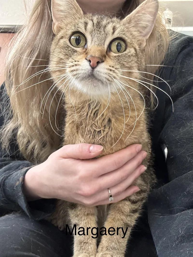 An adult large-sized female Domestic Short Hair cat named Margaery for adoption in Grand Rapids, MI