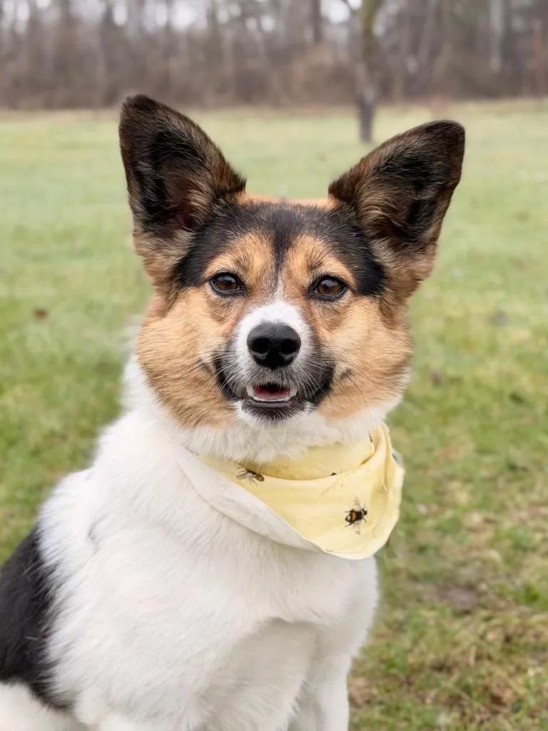 A young medium-sized female Mixed Breed dog named Eunice for adoption in Menomonie, WI