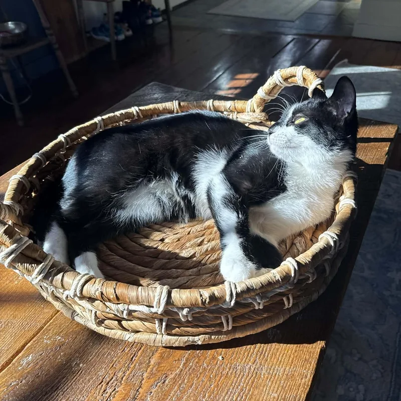 Lamborghini thumbnail 2