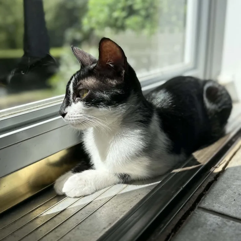 Lamborghini thumbnail 3