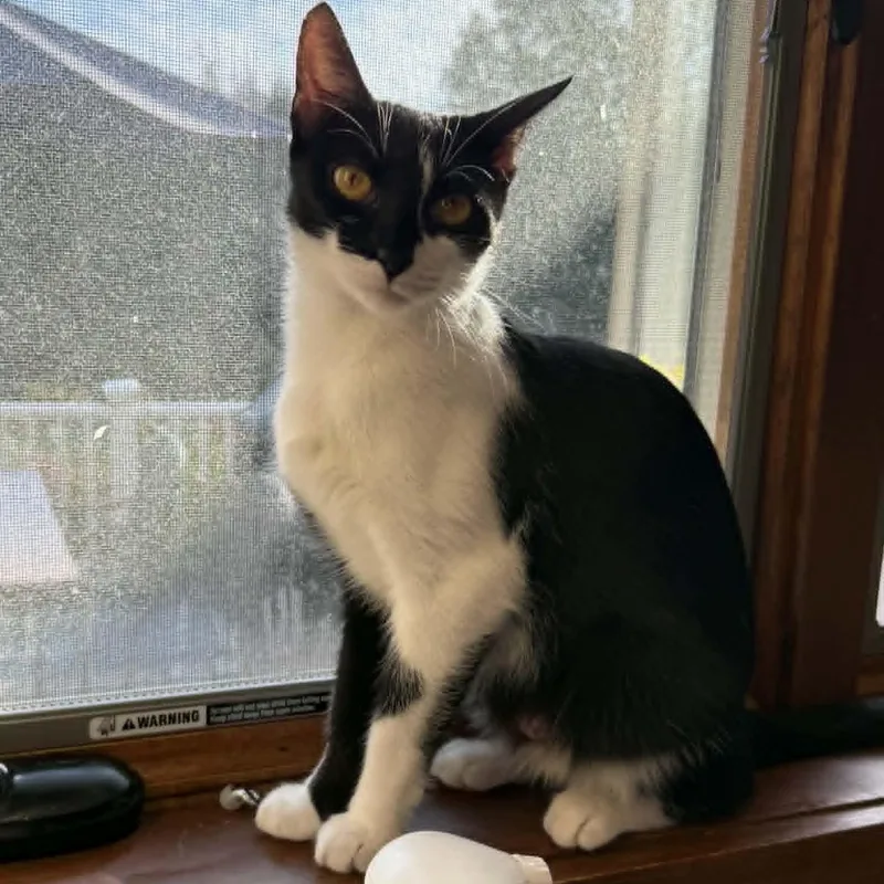 Lamborghini thumbnail 4