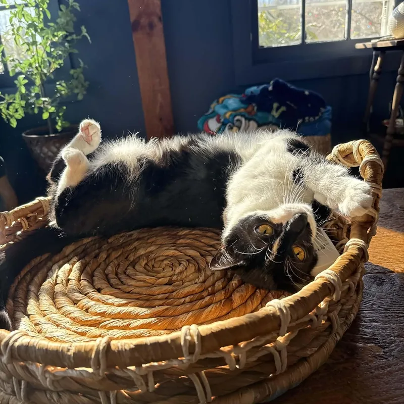 Lamborghini thumbnail 5