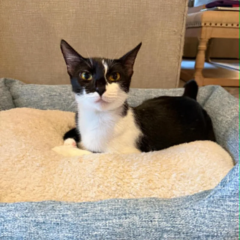 Lamborghini thumbnail 6