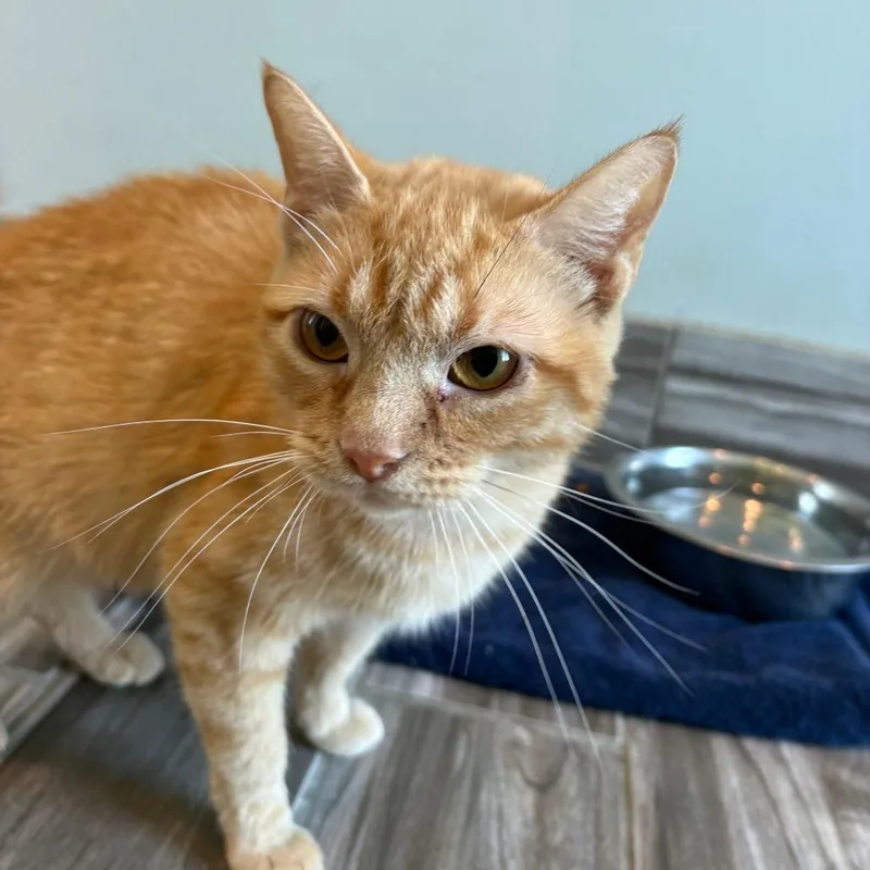 An adult small-sized female Orange / Red Domestic Short Hair cat named Ghostface for adoption in West Des Moines, IA