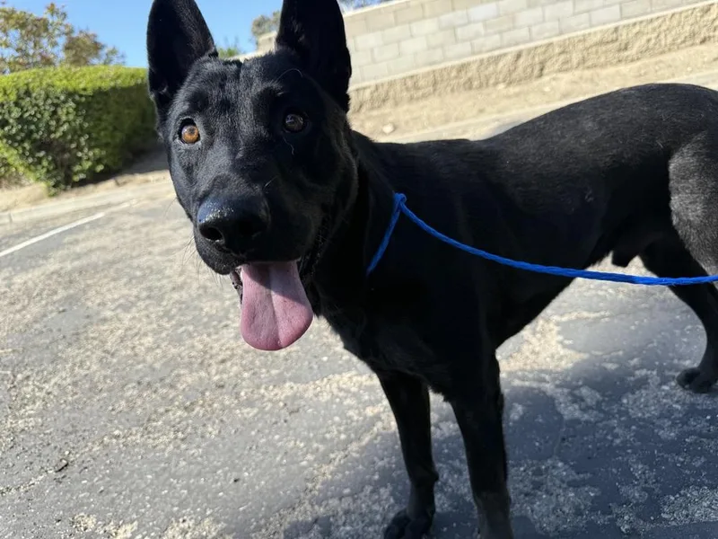 A young large-sized male German Shepherd Dog dog named Panther for adoption in ventura, CA