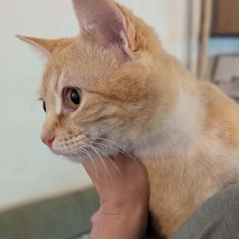 An adult medium-sized female Orange / Red Domestic Short Hair cat named Cuba for adoption in Pauls Valley, OK