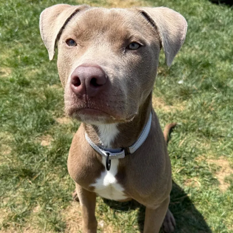 An adult large-sized male Brown / Chocolate Pit Bull Terrier dog named Yogi for adoption in Harrisonburg, VA