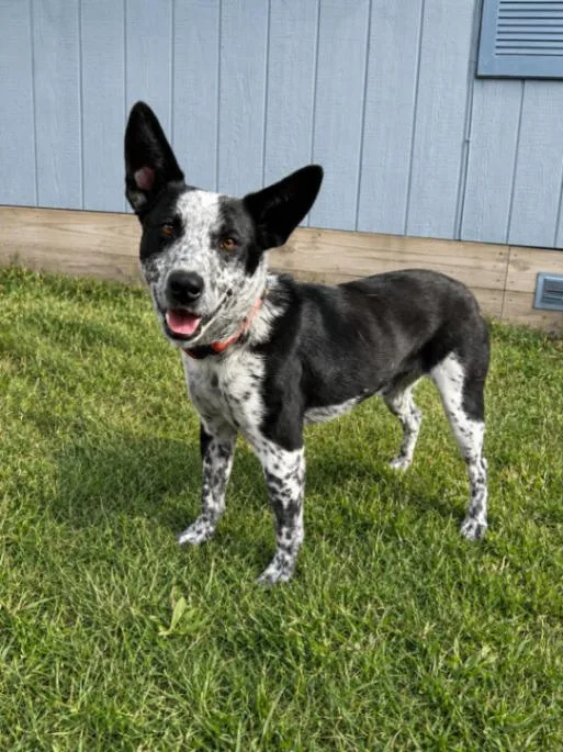 An adult large-sized male Black Australian Cattle Dog / Blue Heeler dog named Dexter for adoption