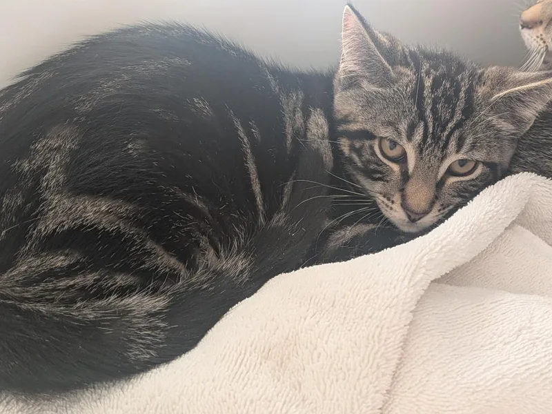 A baby small-sized male Domestic Short Hair cat named Ciabatta for adoption in Hyde Park, NY