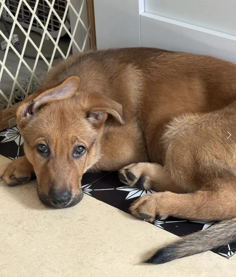 A baby medium-sized female Red / Chestnut / Orange German Shepherd Dog dog named Fish for adoption in Davis, CA