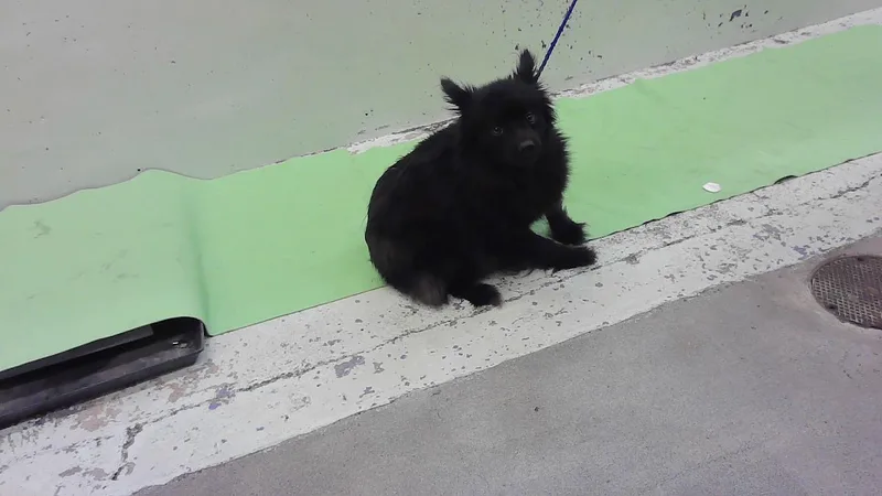 A young small-sized female Pomeranian dog named A for adoption in Houston, TX