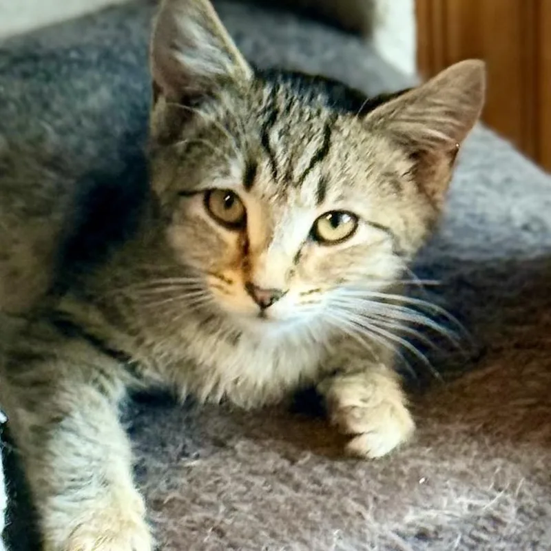 A baby small-sized female Brown / Chocolate Domestic Short Hair cat named Nora for adoption in Marion, IL
