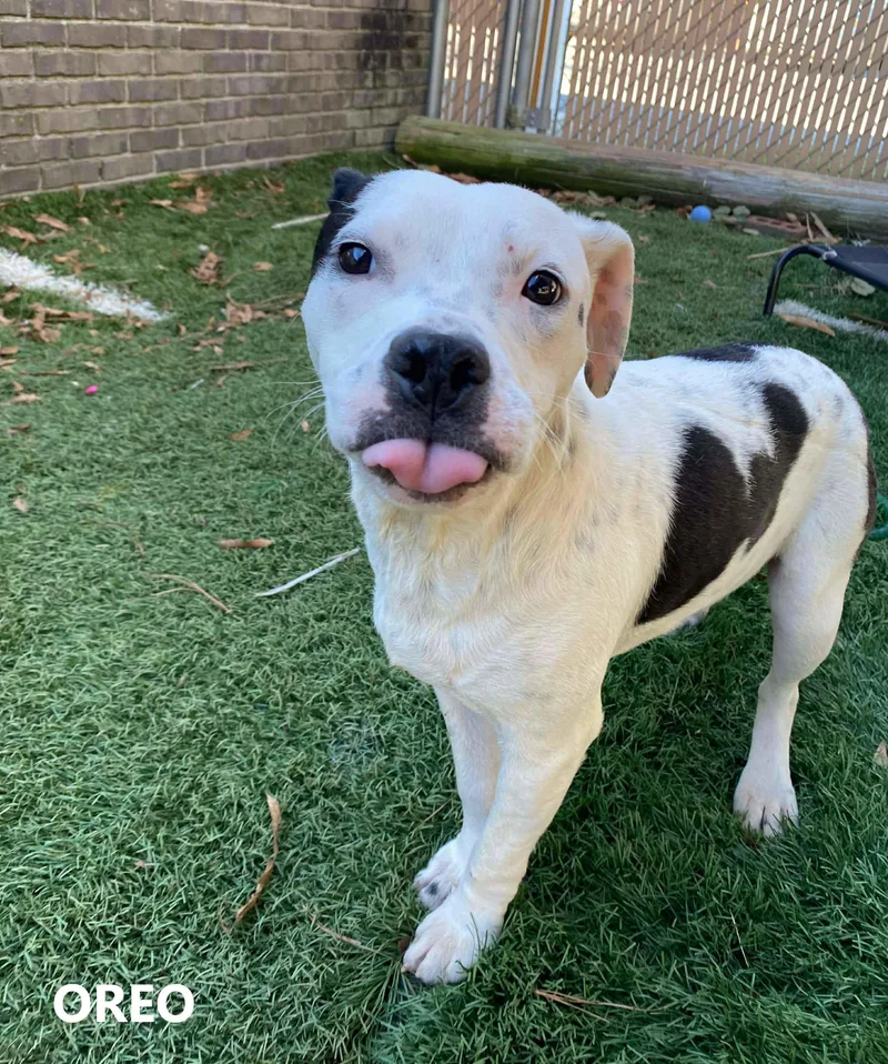 An adult medium-sized male American Bulldog dog named Oreo for adoption in Washington, GA