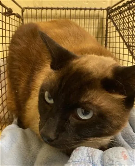 A young medium-sized male Domestic Short Hair cat named Morocco for adoption in Sacramento, CA