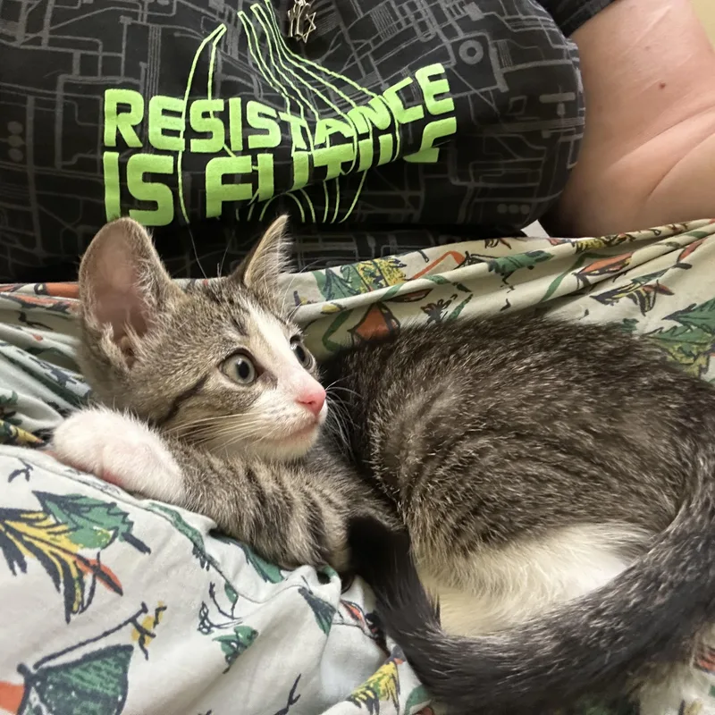 A baby medium-sized male Tabby (Brown / Chocolate) Domestic Short Hair cat named Cinnamon Bun for adoption in Elkton, MD