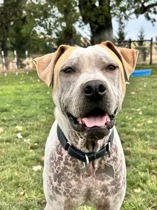 Kahlua