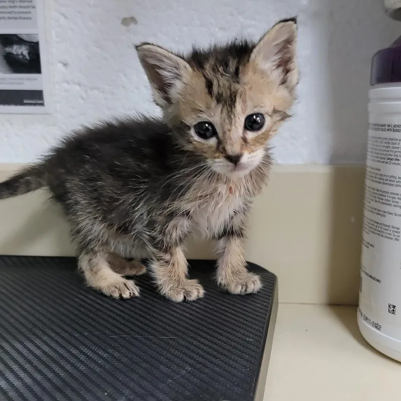 A baby small-sized female Black Domestic Short Hair cat named Clover for adoption in Ardmore, OK