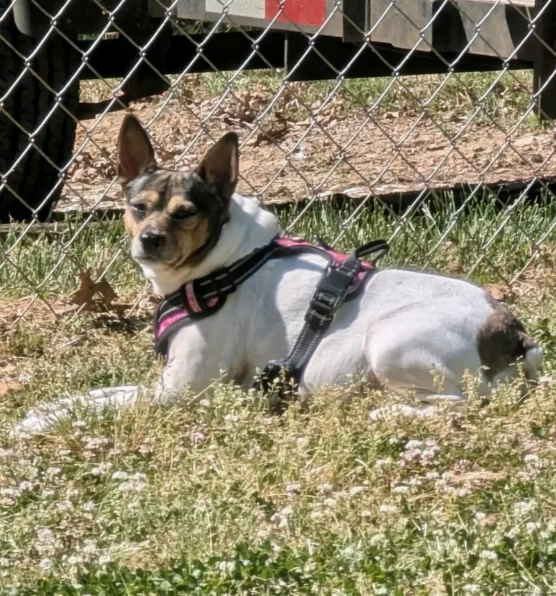 Roxie